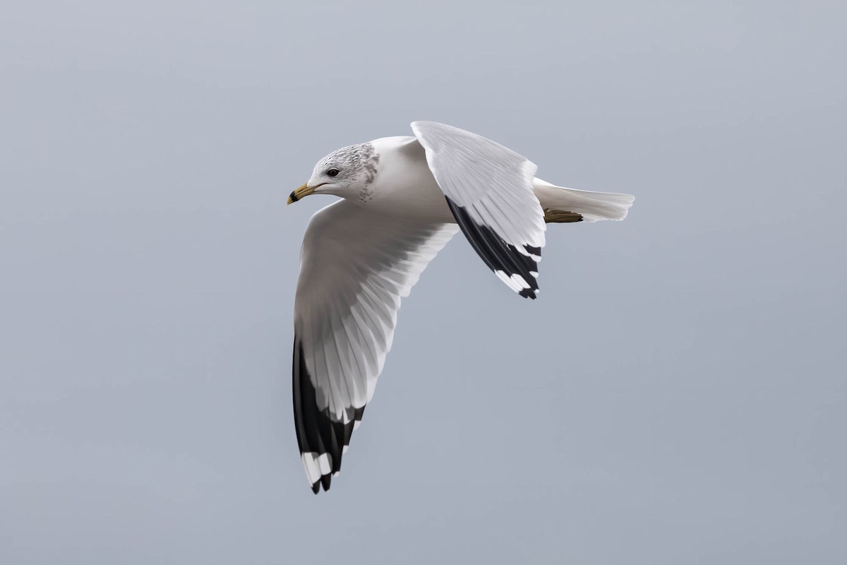 Мартин сивий x делаверський - ML647462975