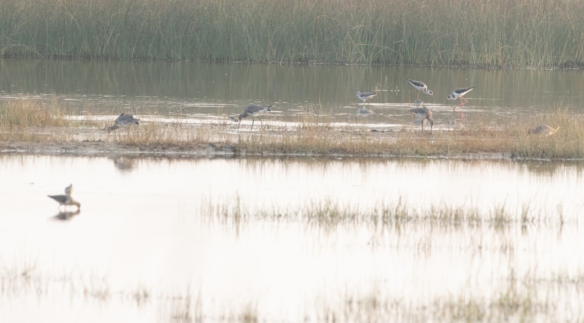 Кулик-довгоніг чорнокрилий - ML647462976