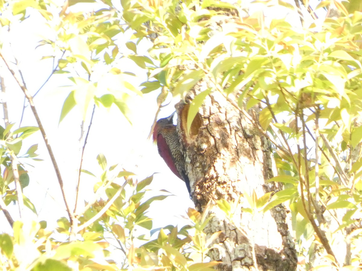 Жовна вогниста - ML647462977