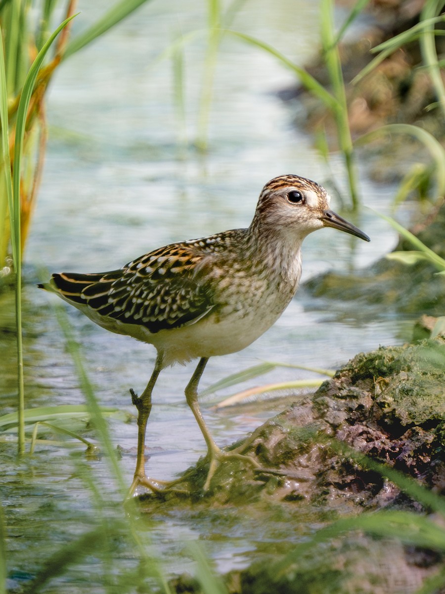 Побережник довгопалий - ML647462978
