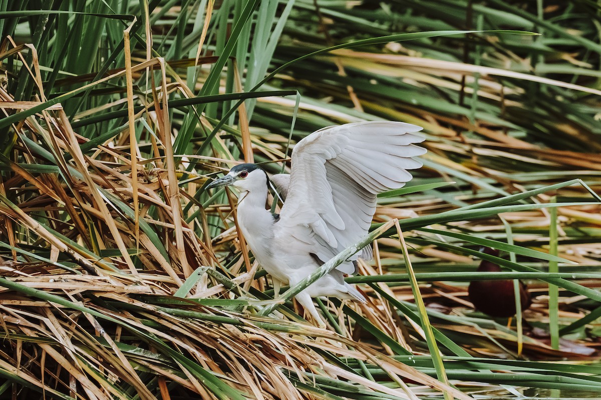 Квак звичайний - ML647462979