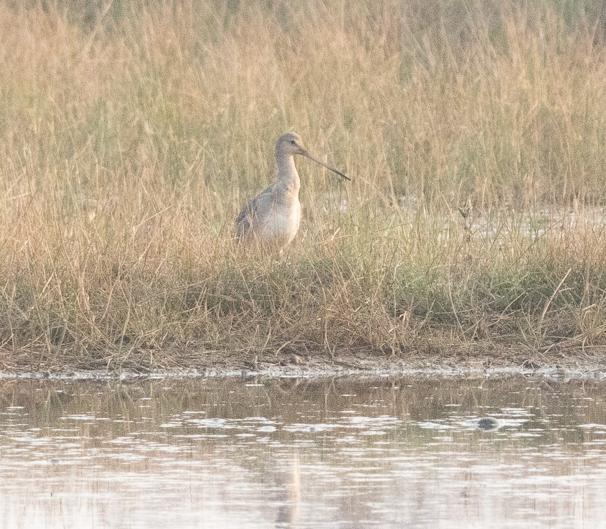 Грицик великий - ML647462981