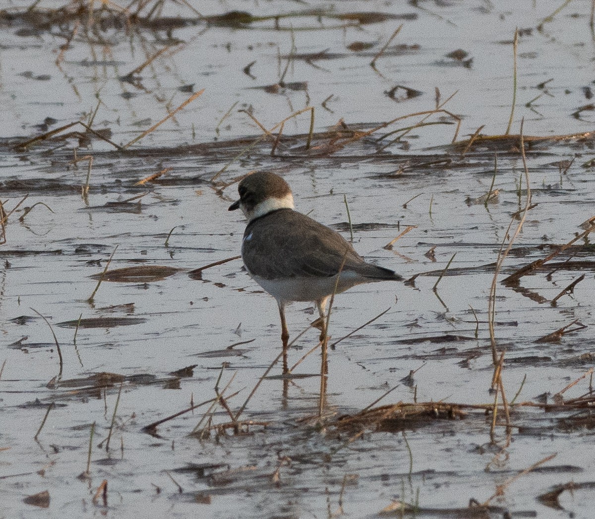 Пісочник малий - ML647462982