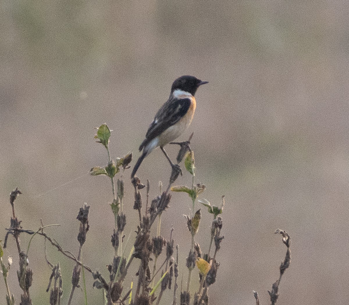 Трав'янка білошия - ML647462985