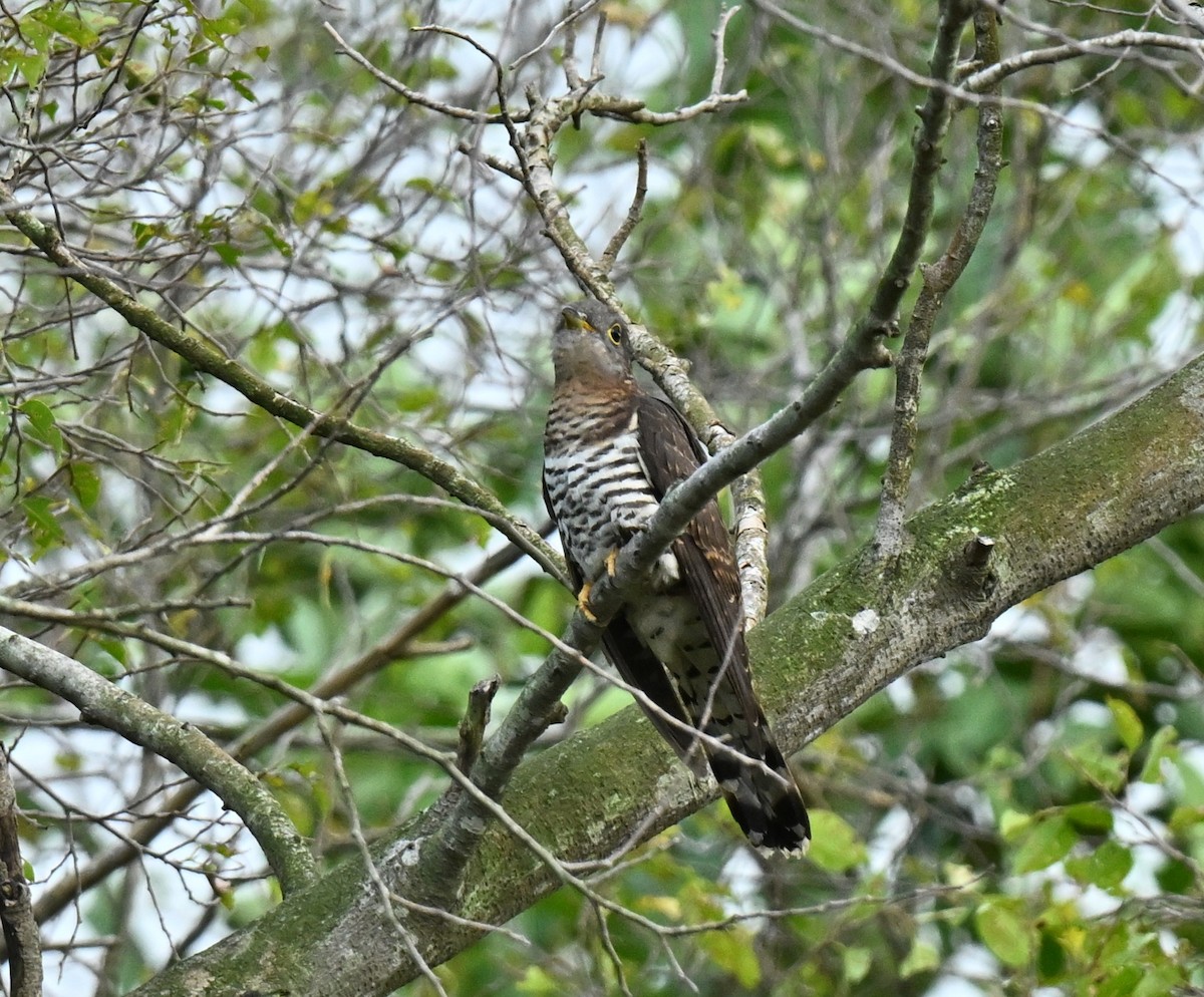 Зозуля короткокрила - ML647462986