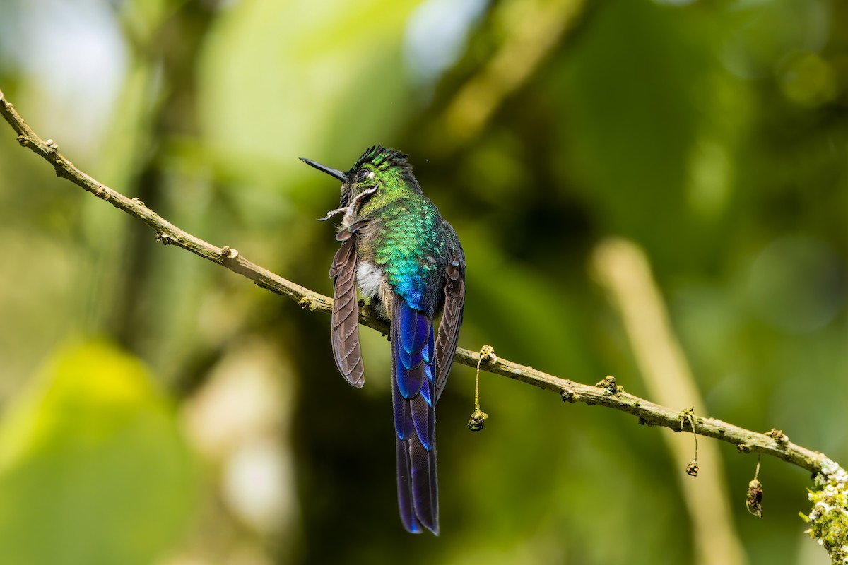 Колібрі-сильф довгохвостий - ML647462989