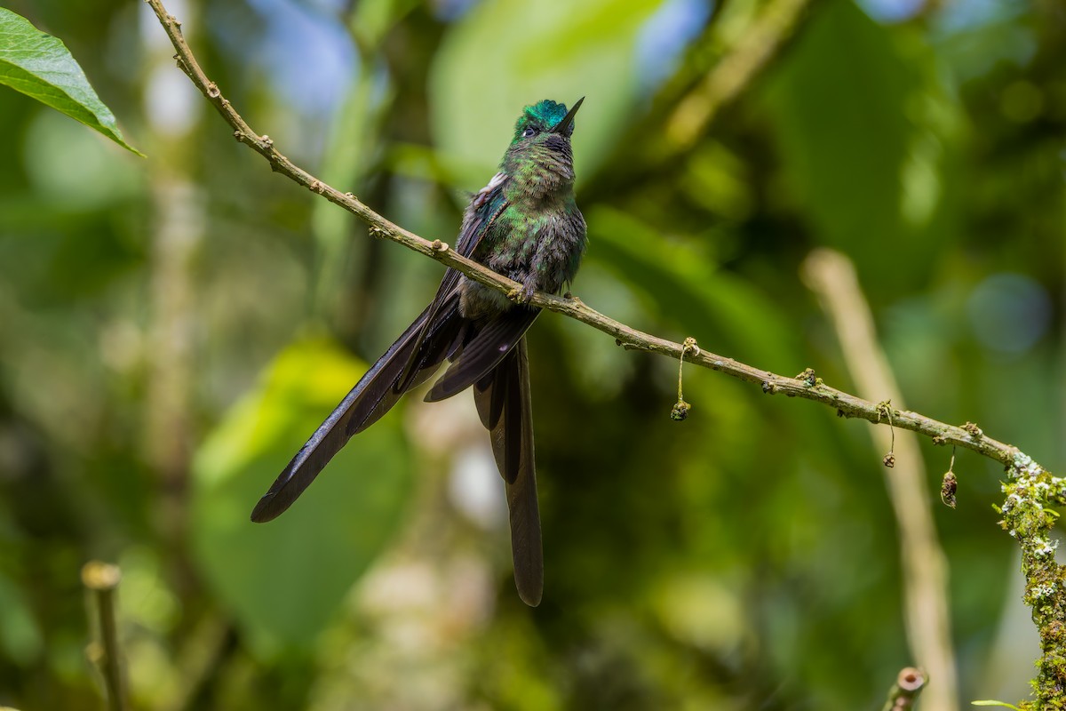 Колібрі-сильф довгохвостий - ML647462990