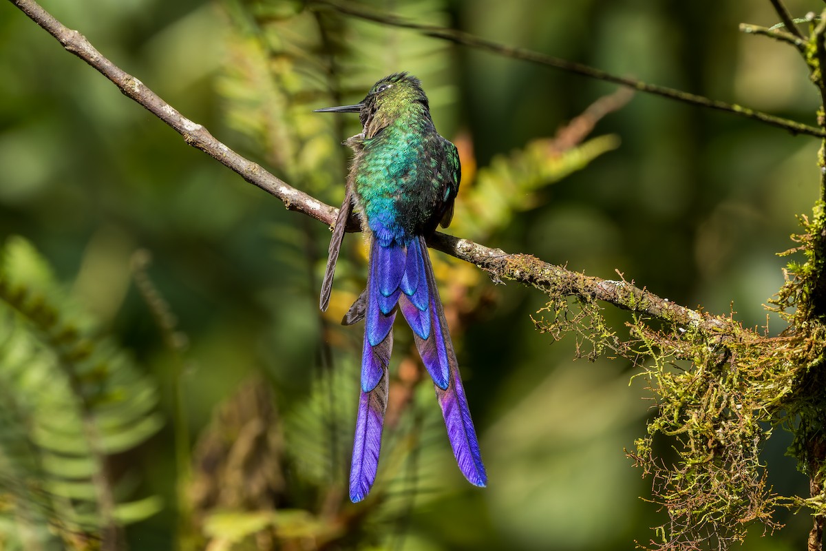 Колібрі-сильф довгохвостий - ML647462991