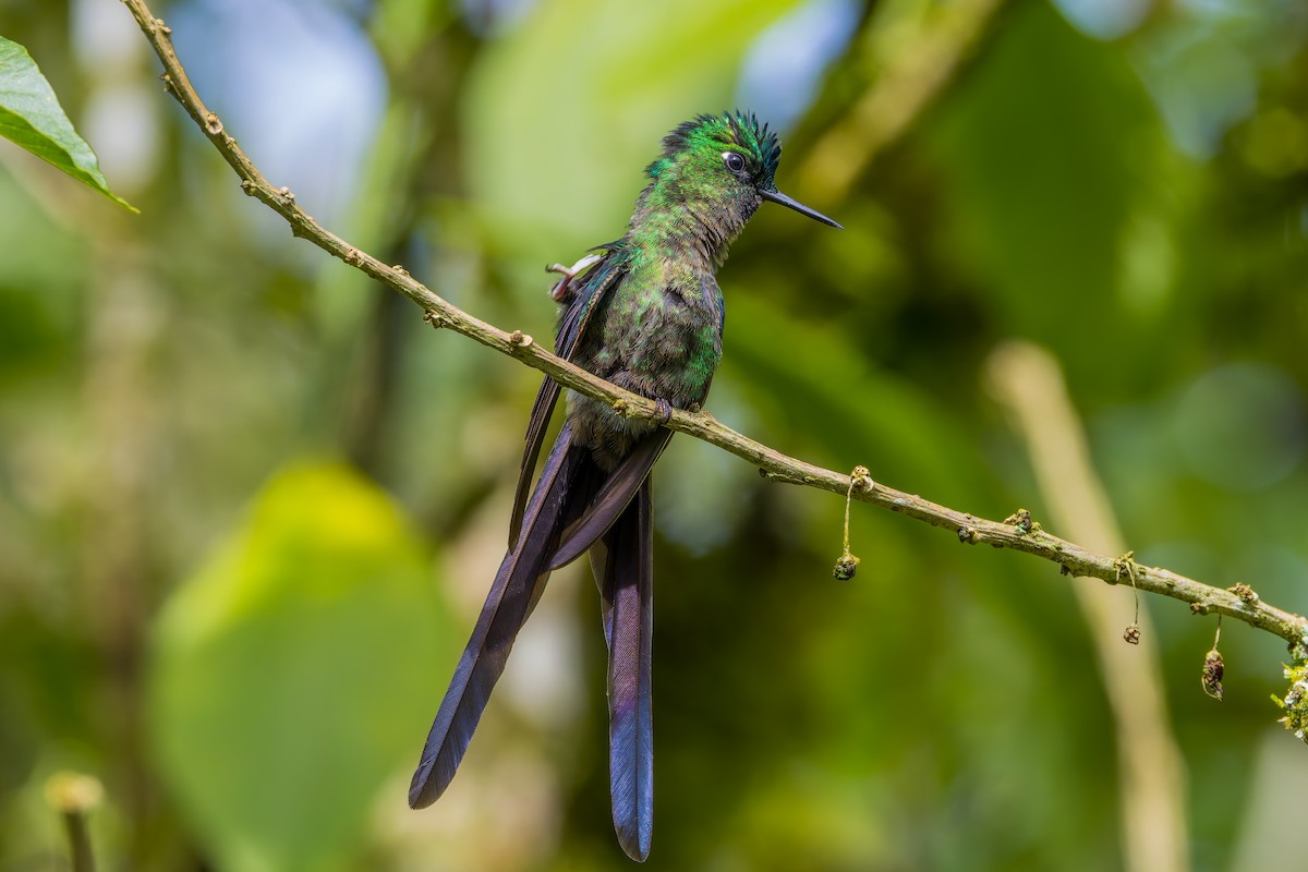 Колібрі-сильф довгохвостий - ML647462992