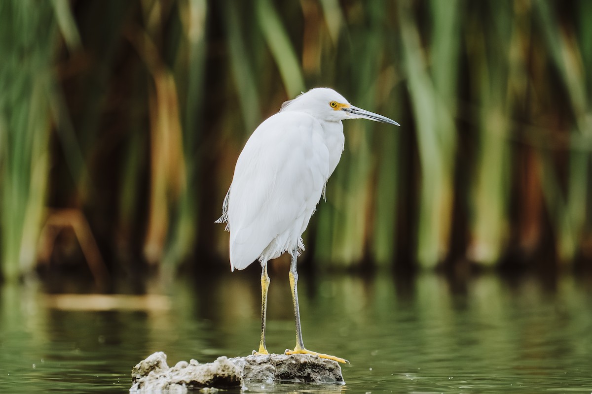 Чепура американська - ML647462995