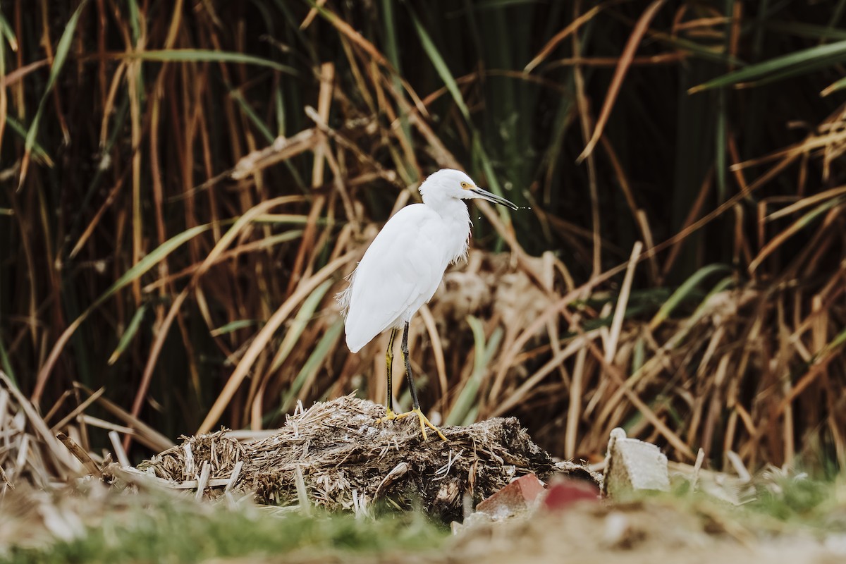 Чепура американська - ML647462996