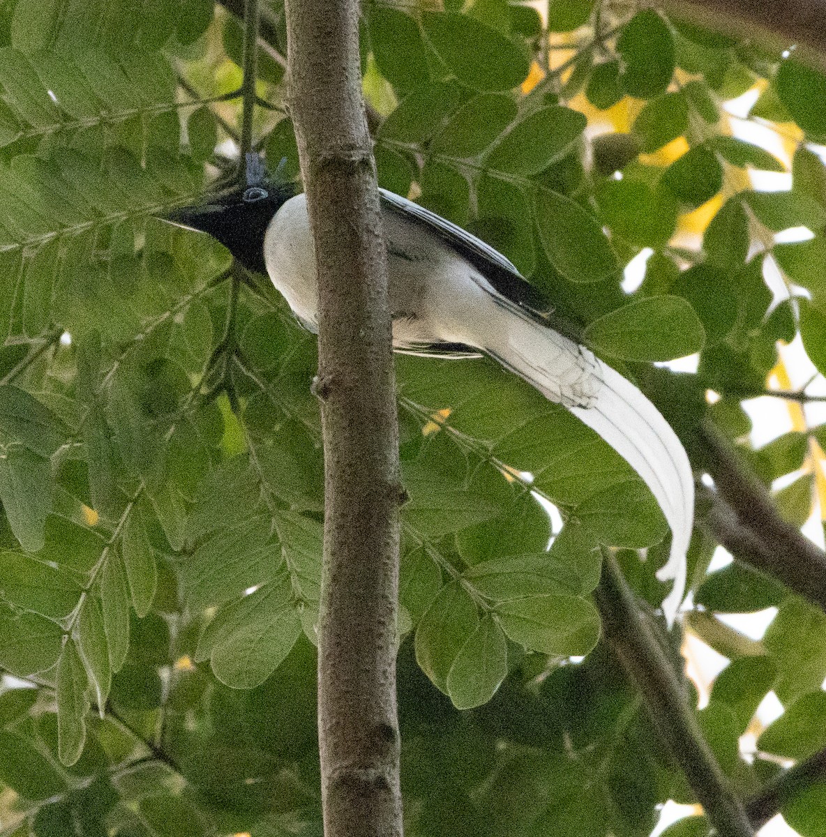 Монарх-довгохвіст азійський - ML647462997