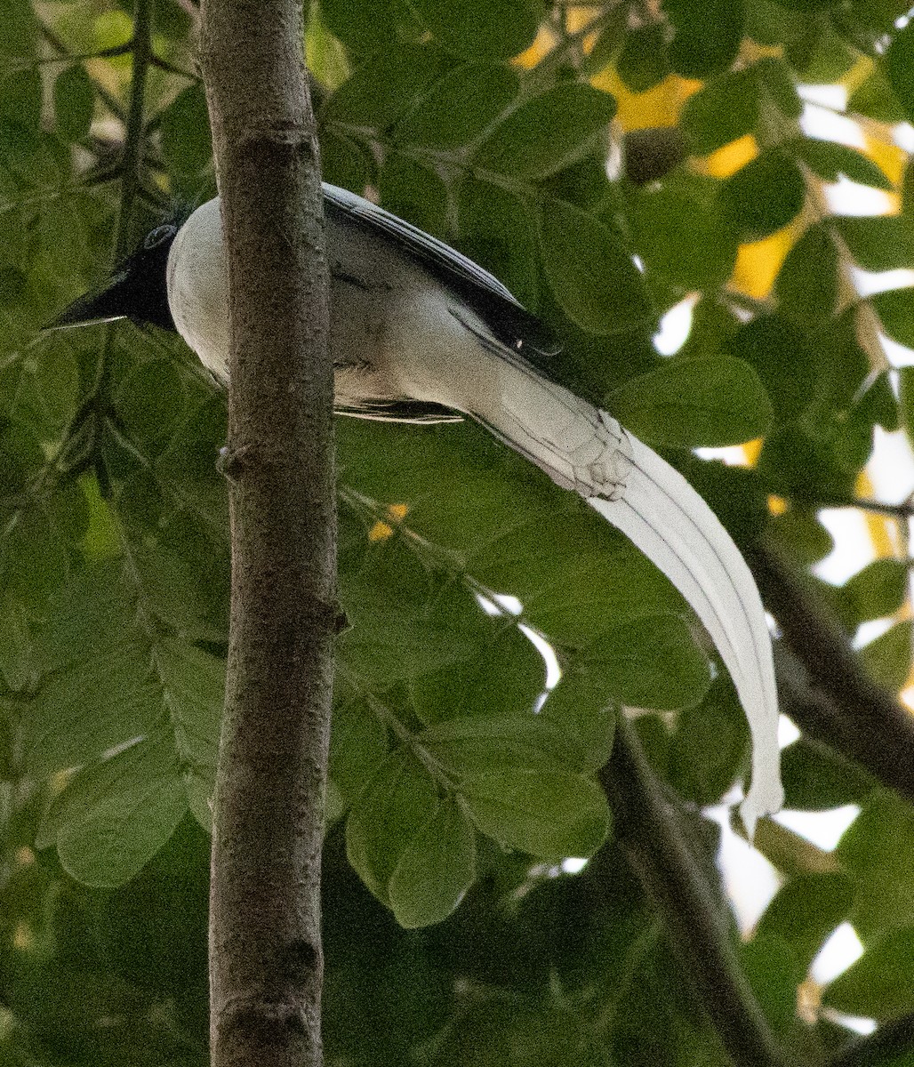 Монарх-довгохвіст азійський - ML647462999