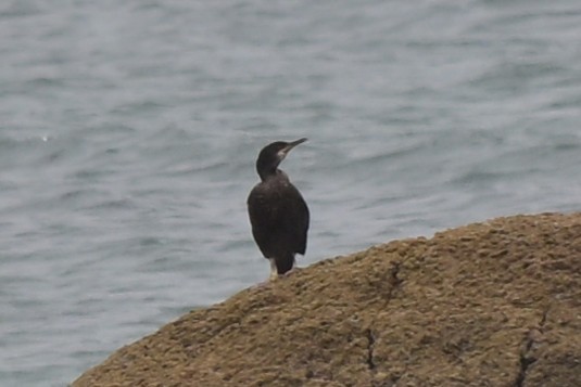 Баклан великий - ML647463000