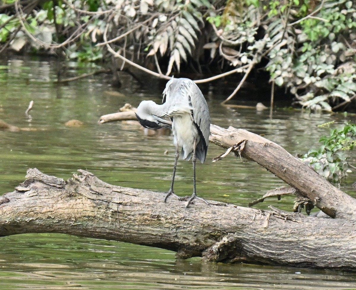 Чапля сіра - ML647463002