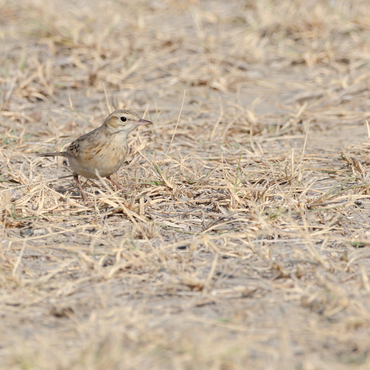 Щеврик польовий - ML647463003