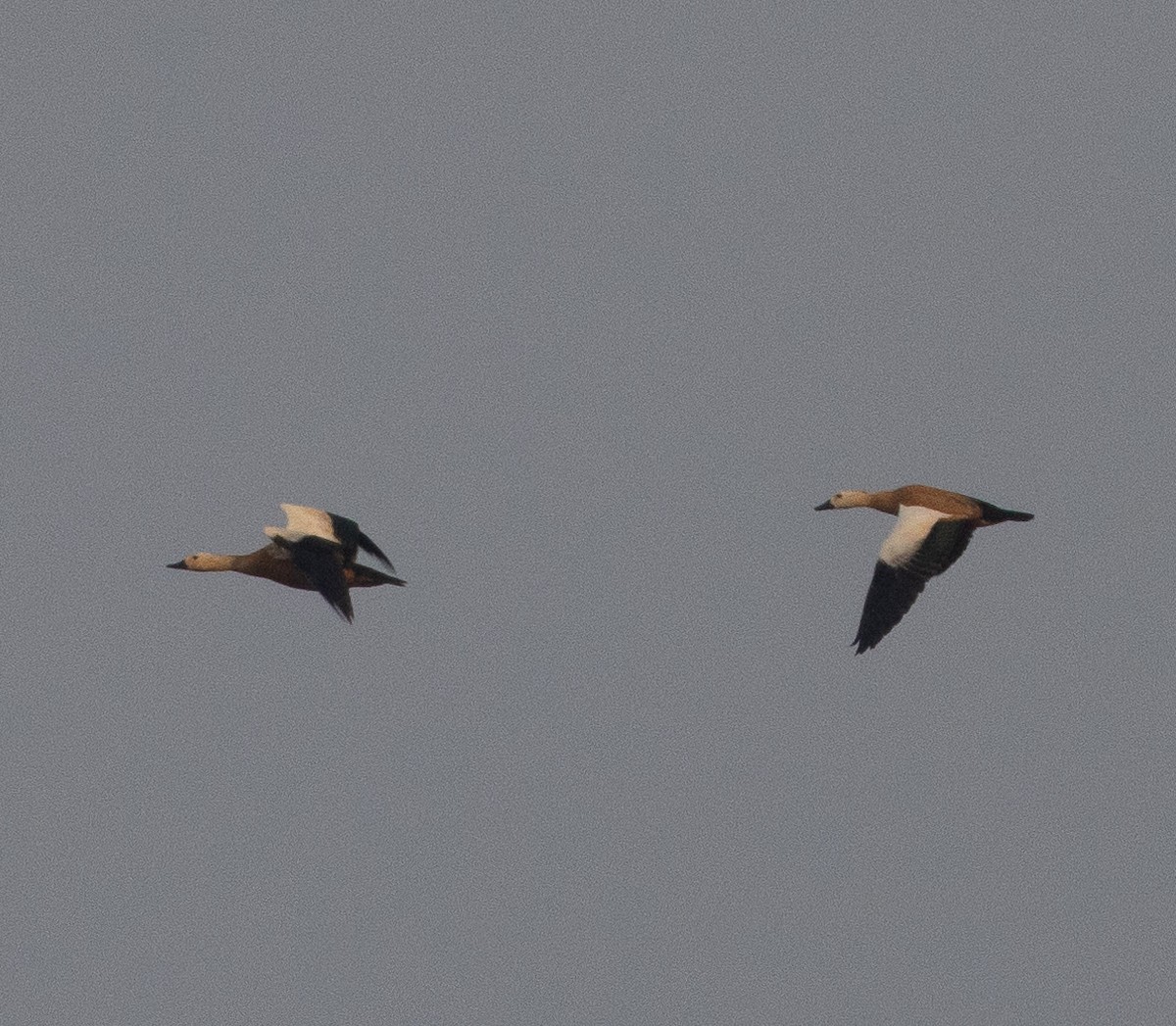 Ruddy Shelduck - ML647463010