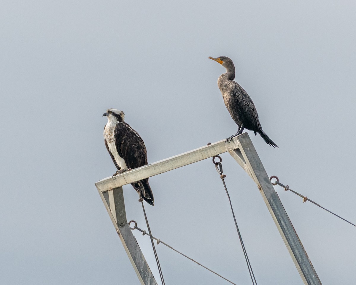 Ушастый баклан - ML647463027