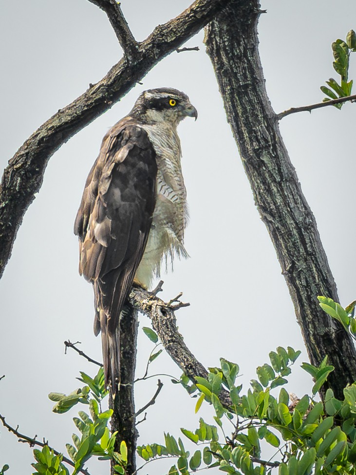 Яструб великий - ML647463029