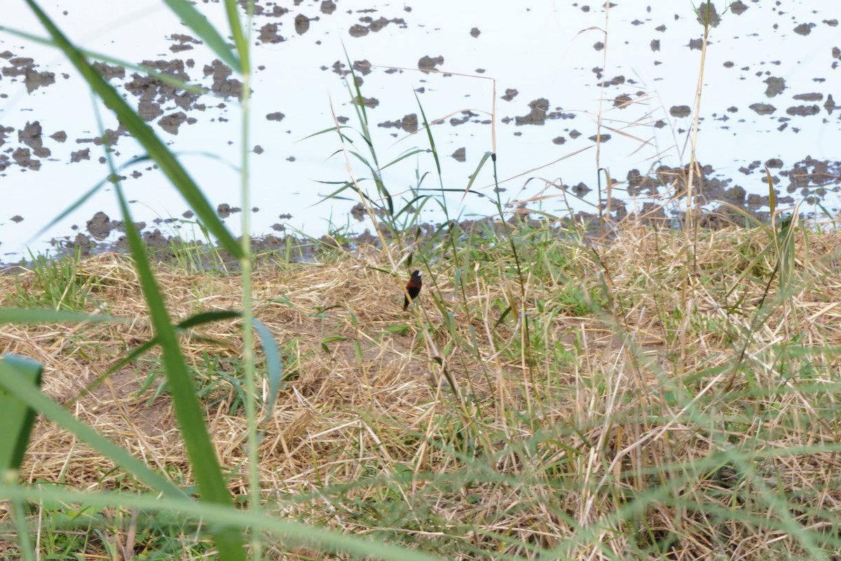 Kestane Rengi Munya - ML647463051