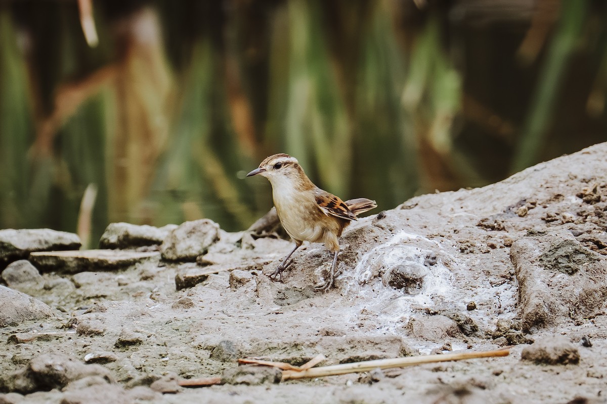Junquero troglodyte - ML647463067