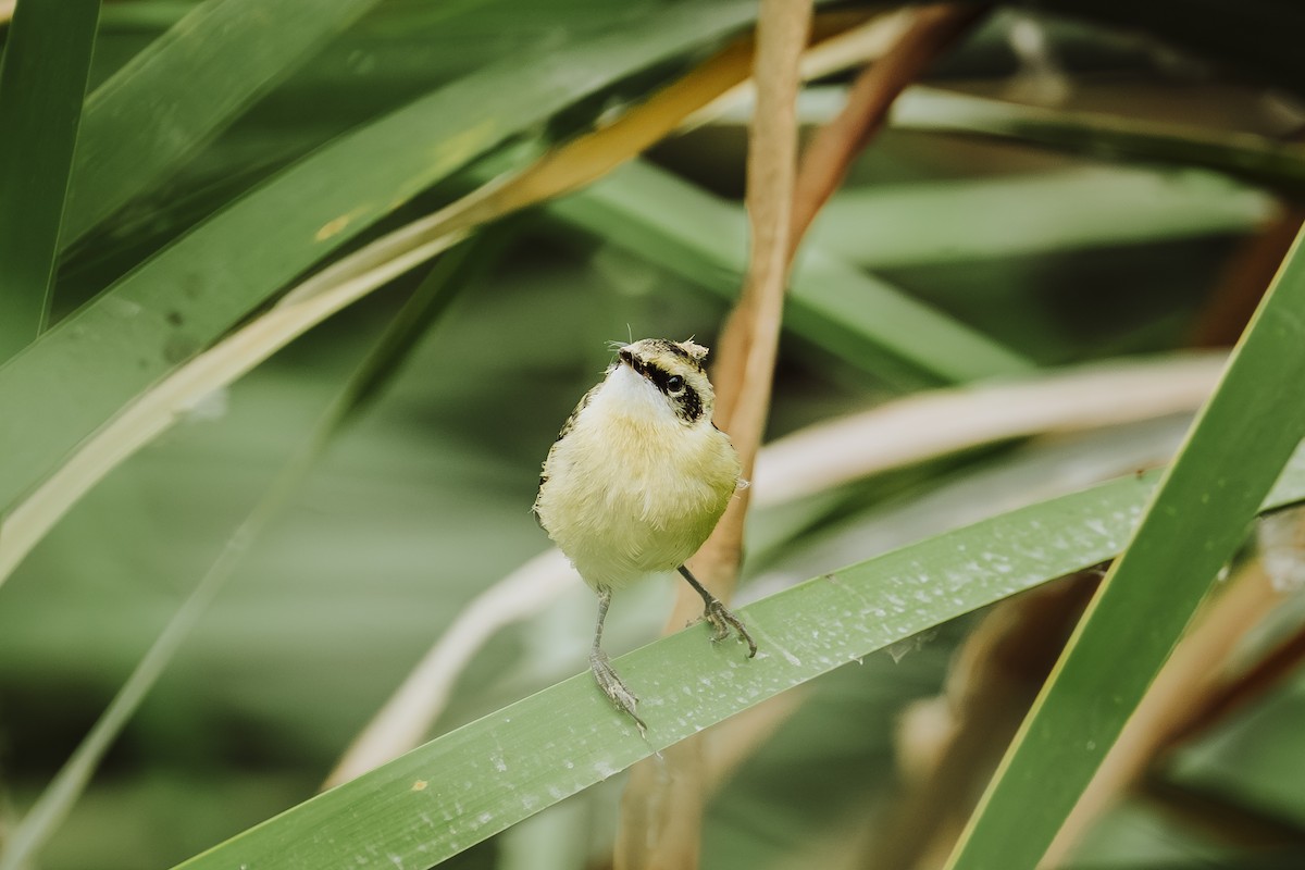 Many-colored Rush Tyrant - ML647463074