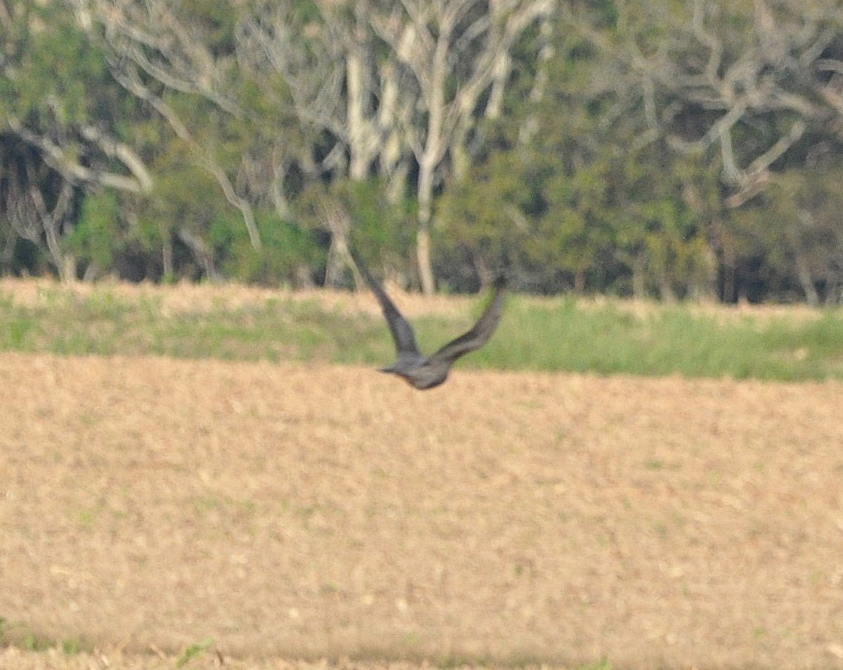 Сивка звичайна - ML647463076