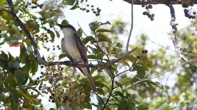 Gray Kingbird - ML647463084