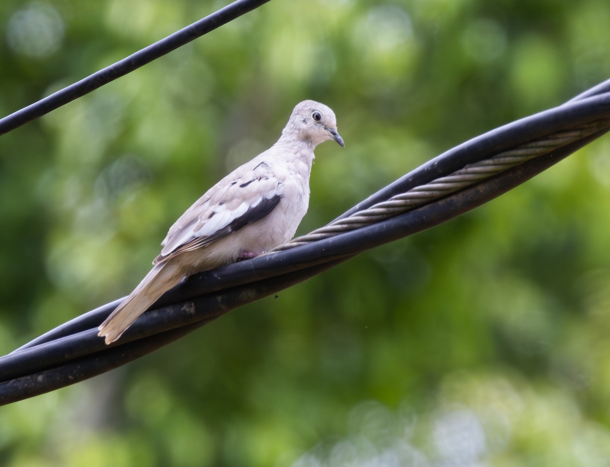 Picui Ground Dove - ML647463095