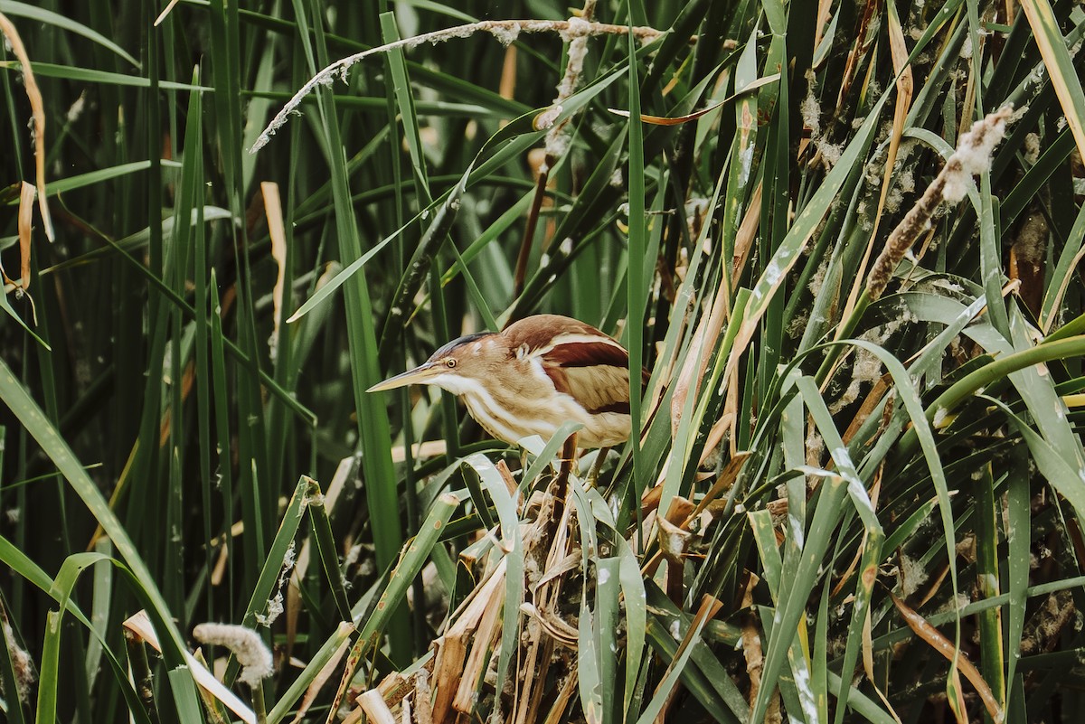 Petit Blongios - ML647463096