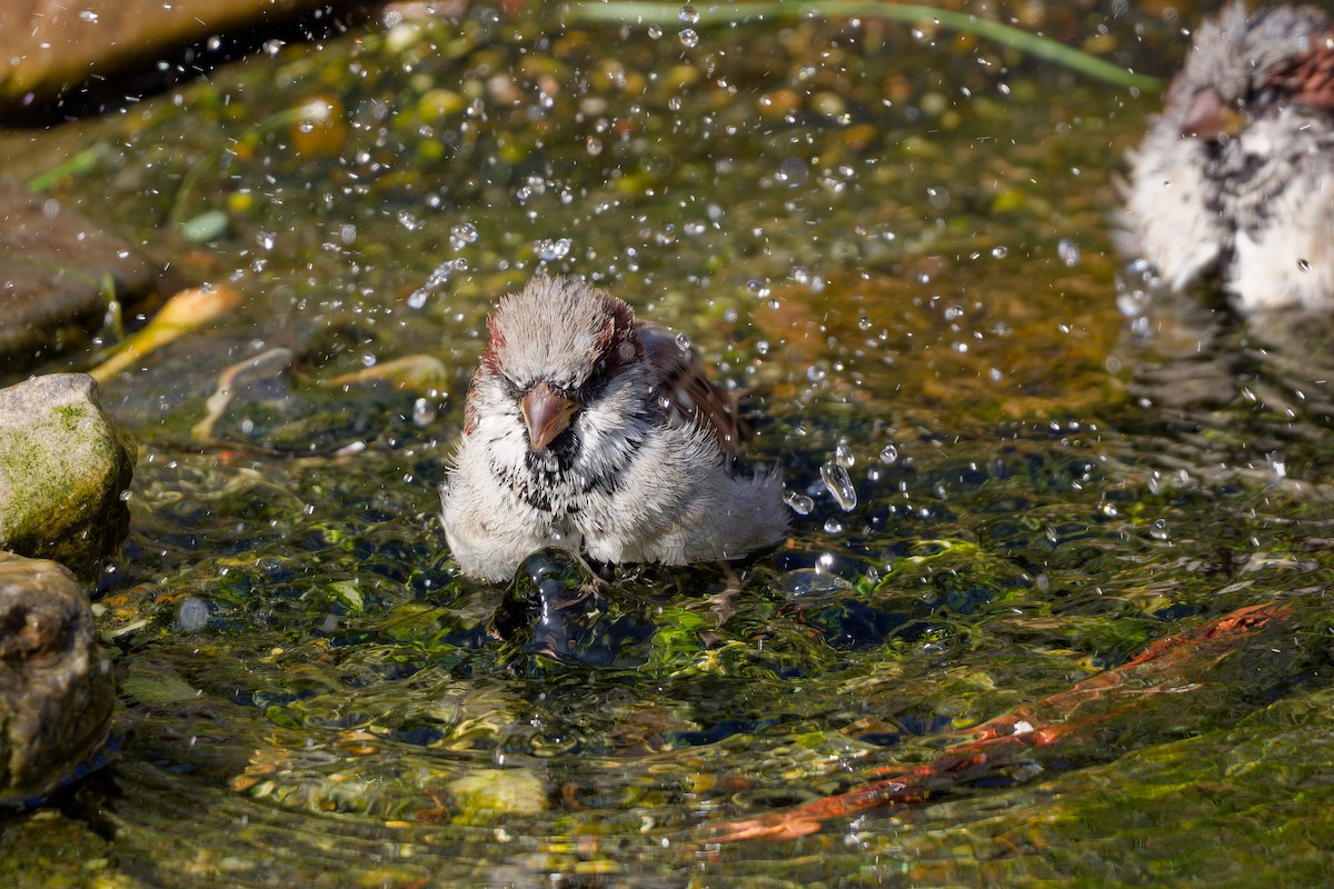 House Sparrow - ML647463112