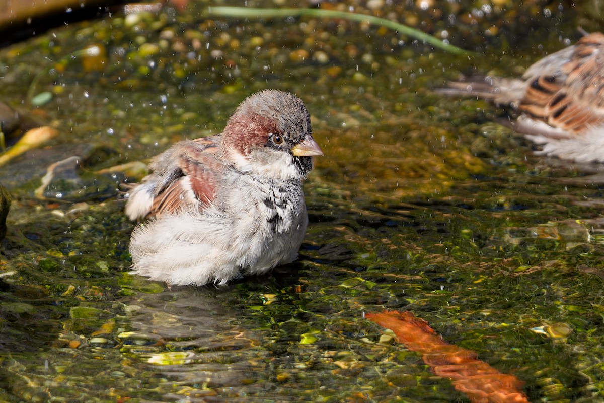 House Sparrow - ML647463113