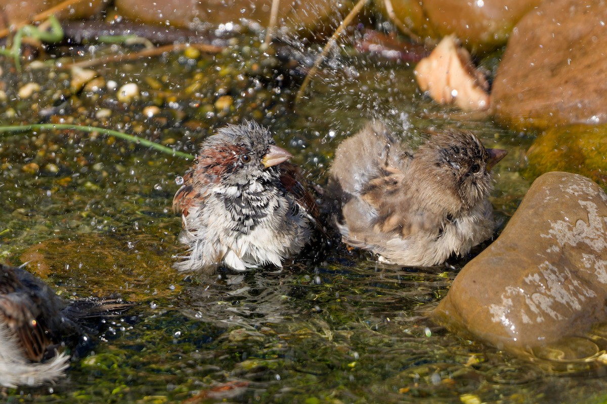 House Sparrow - ML647463114