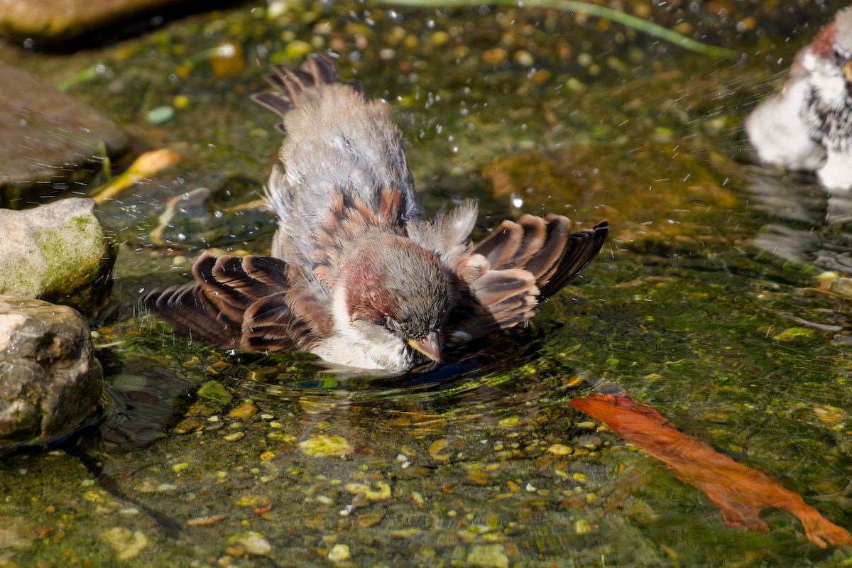 House Sparrow - ML647463115