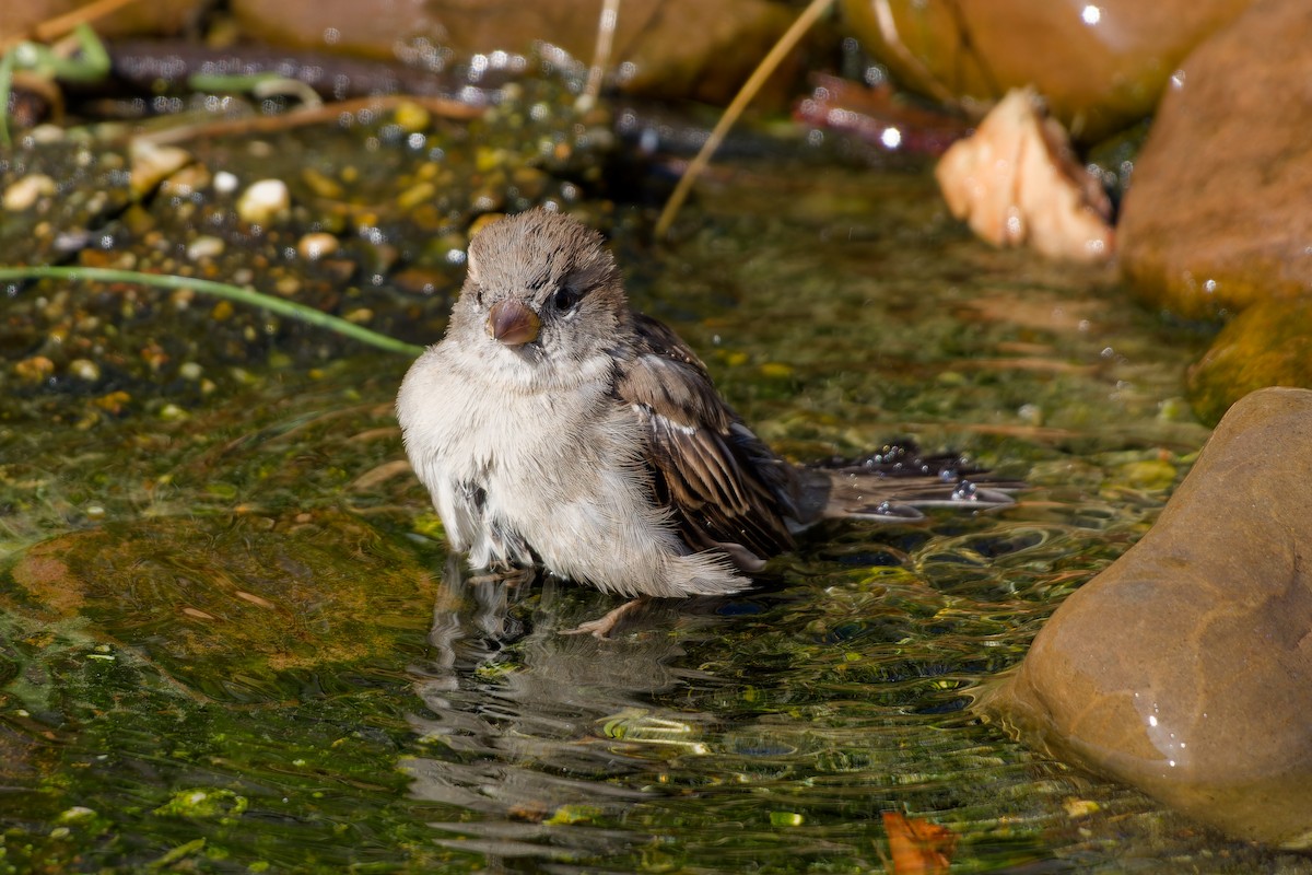 House Sparrow - ML647463117