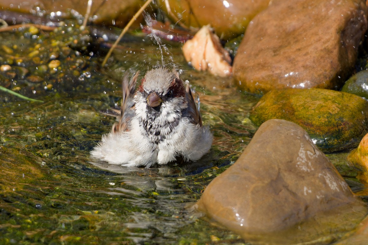 House Sparrow - ML647463118