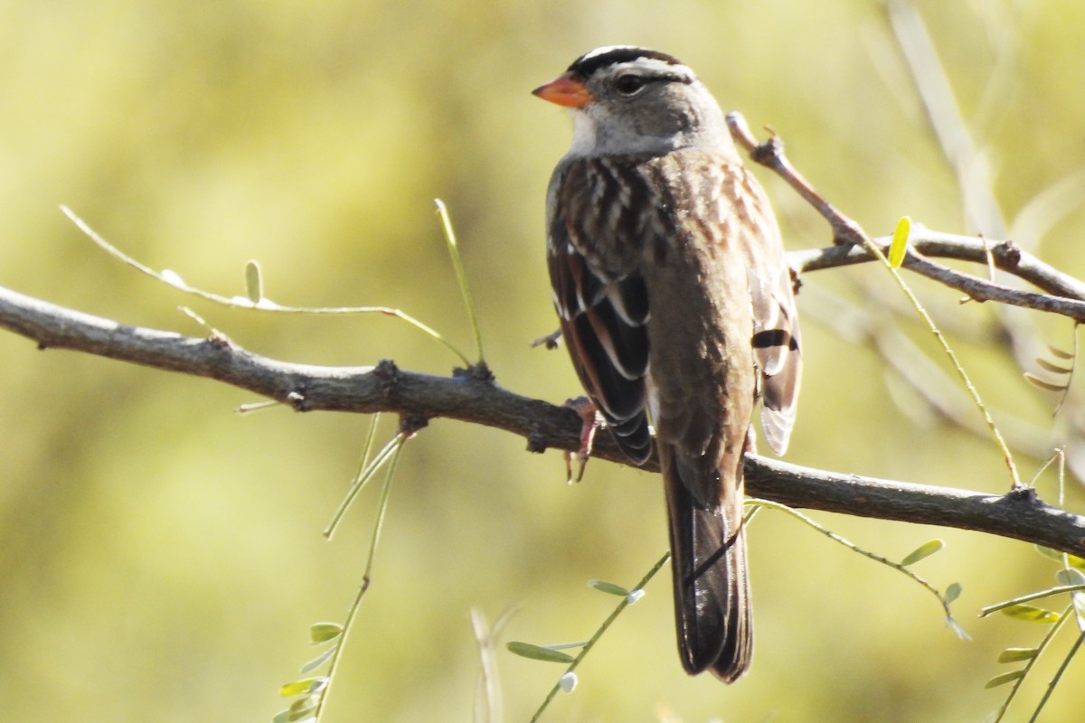 Бруант білобровий - ML647463139