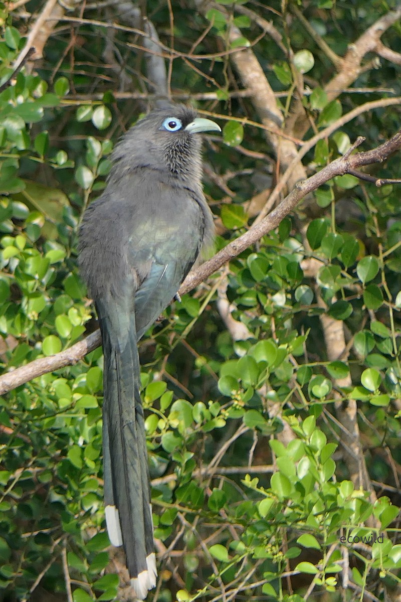 Blue-faced Malkoha - ML647463150