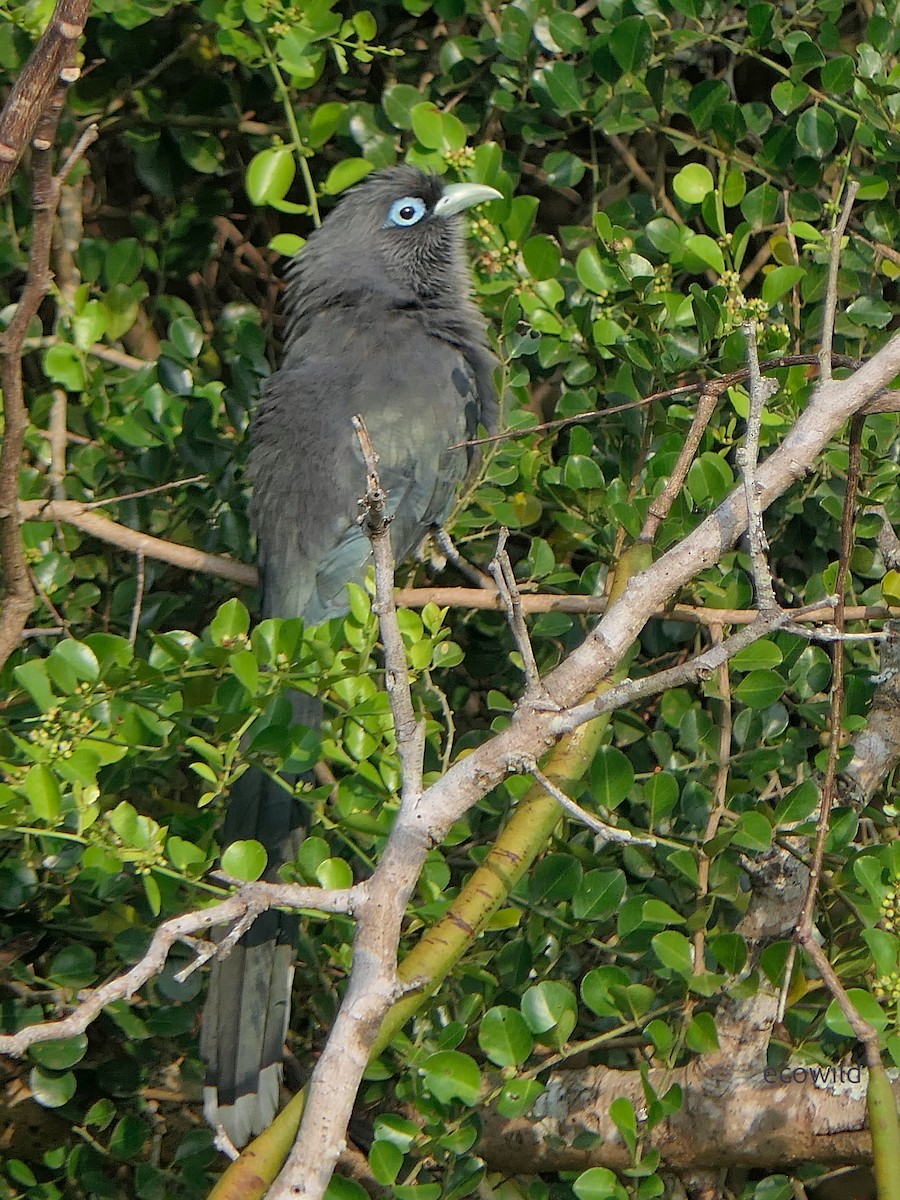 Blue-faced Malkoha - ML647463151