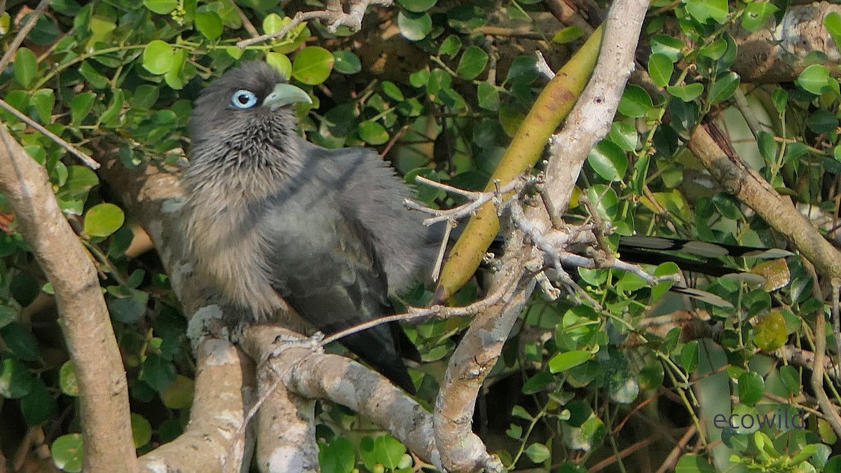 Blue-faced Malkoha - ML647463152