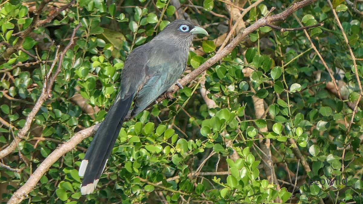 Blue-faced Malkoha - ML647463153