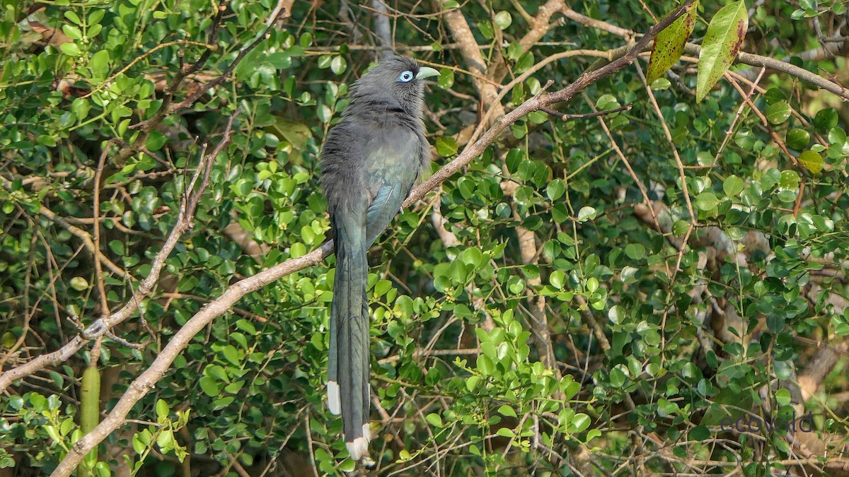 Blue-faced Malkoha - ML647463154