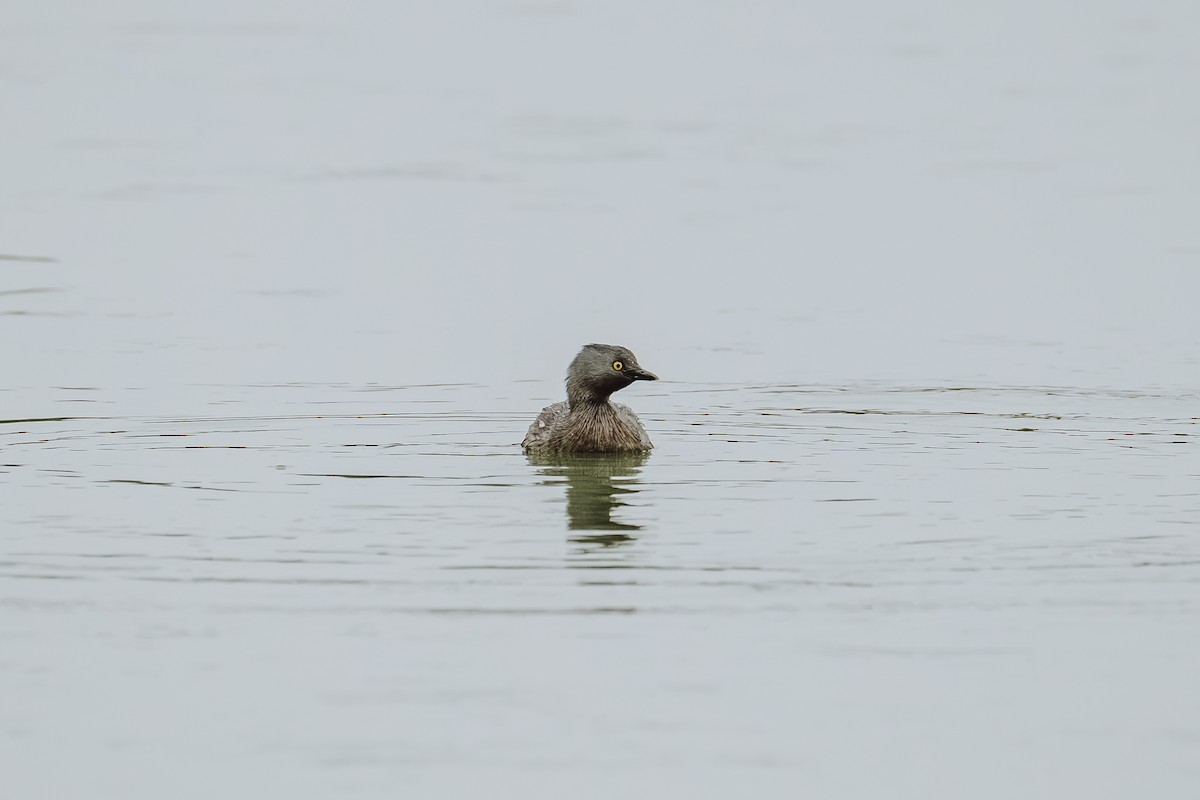 Least Grebe - ML647463167
