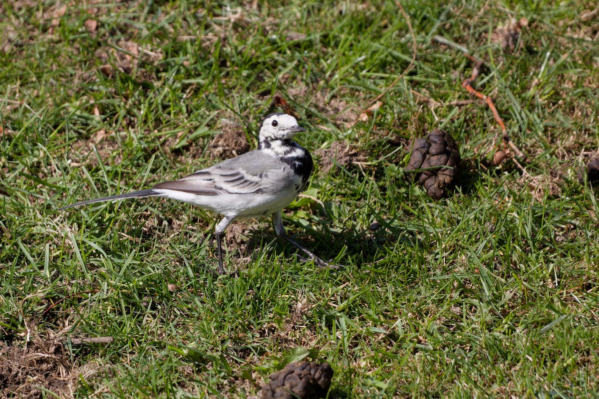 konipas bílý - ML647463169