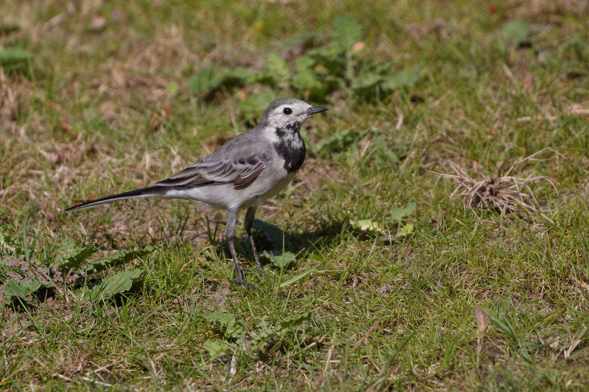 konipas bílý - ML647463170