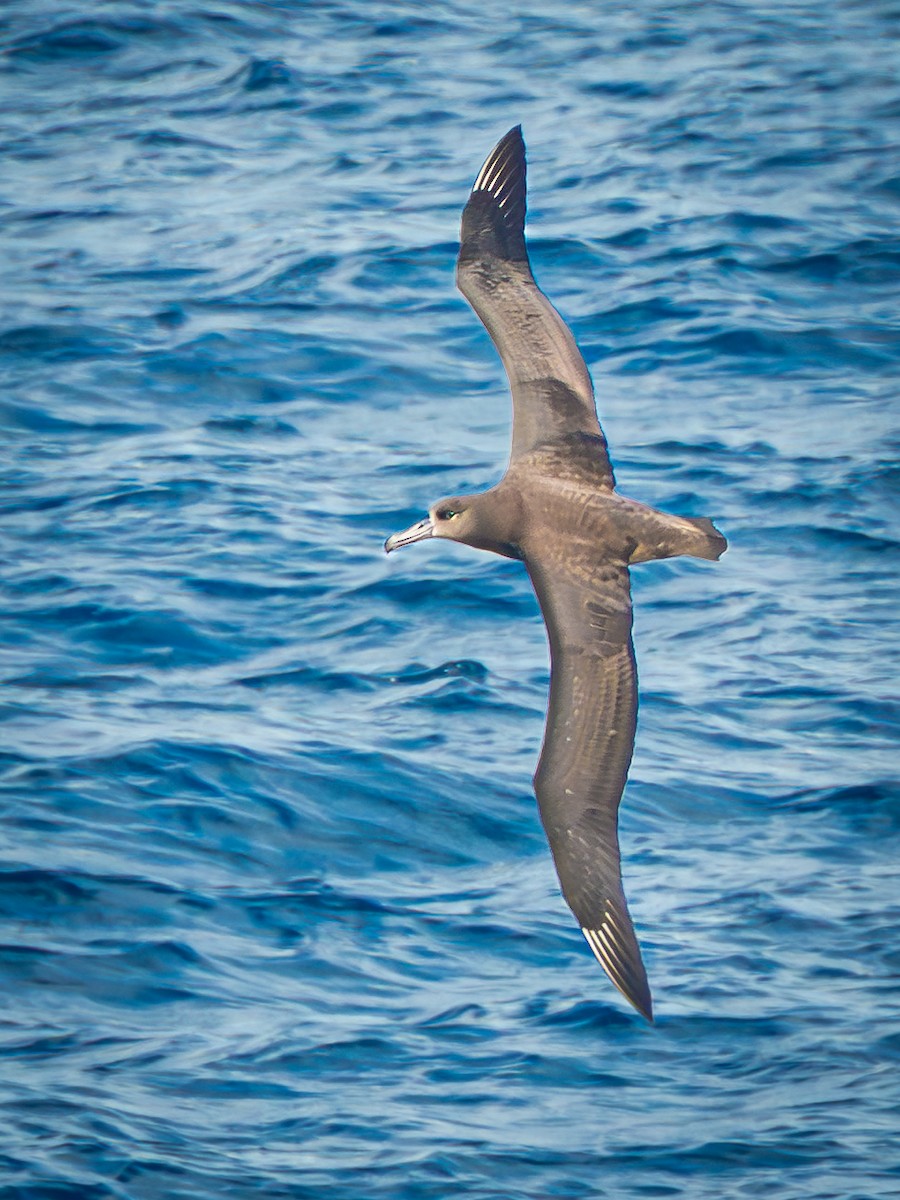 Альбатрос чорноногий - ML647463179