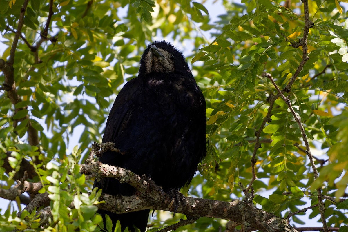 Ekin Kargası - ML647463191