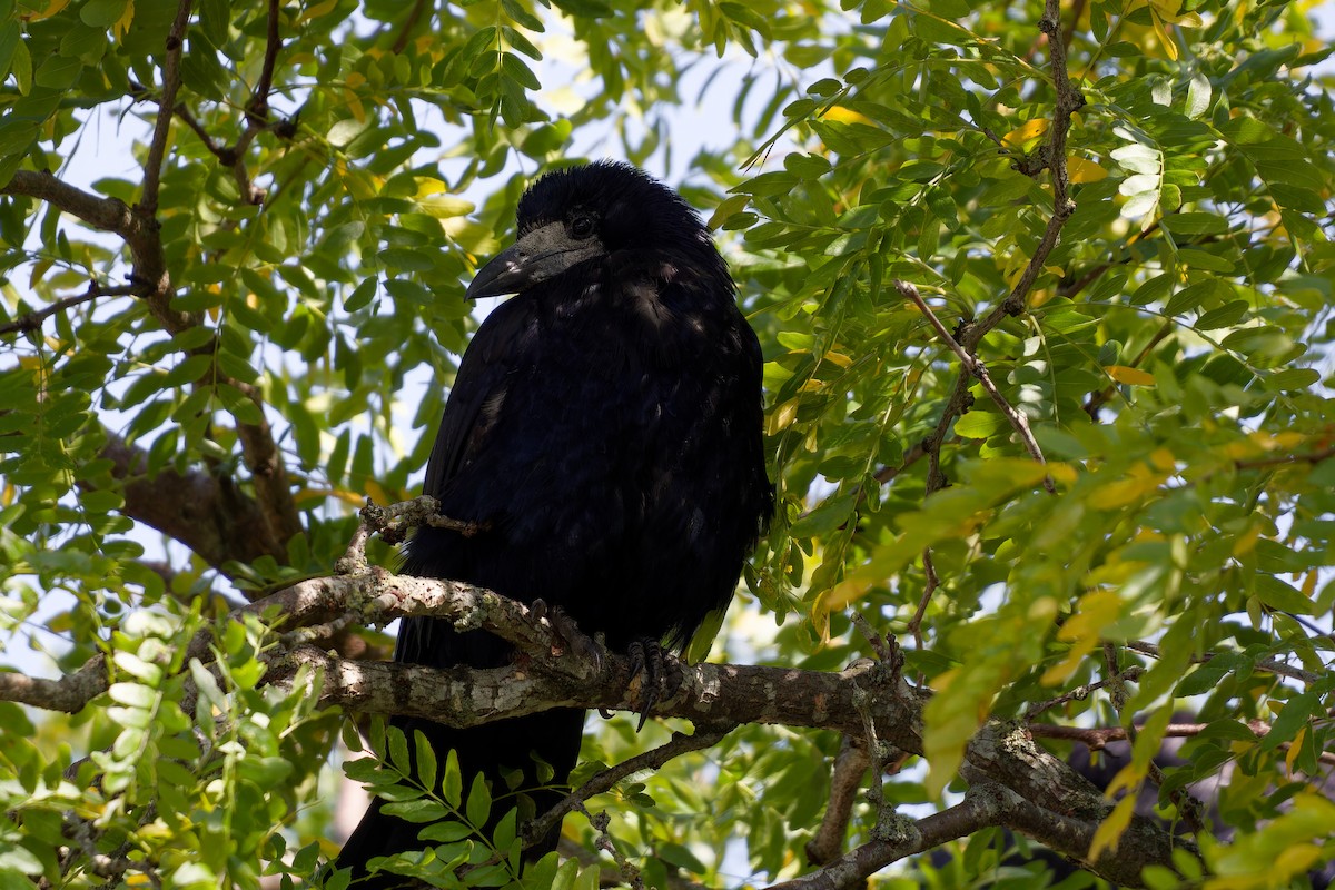 Ekin Kargası - ML647463192