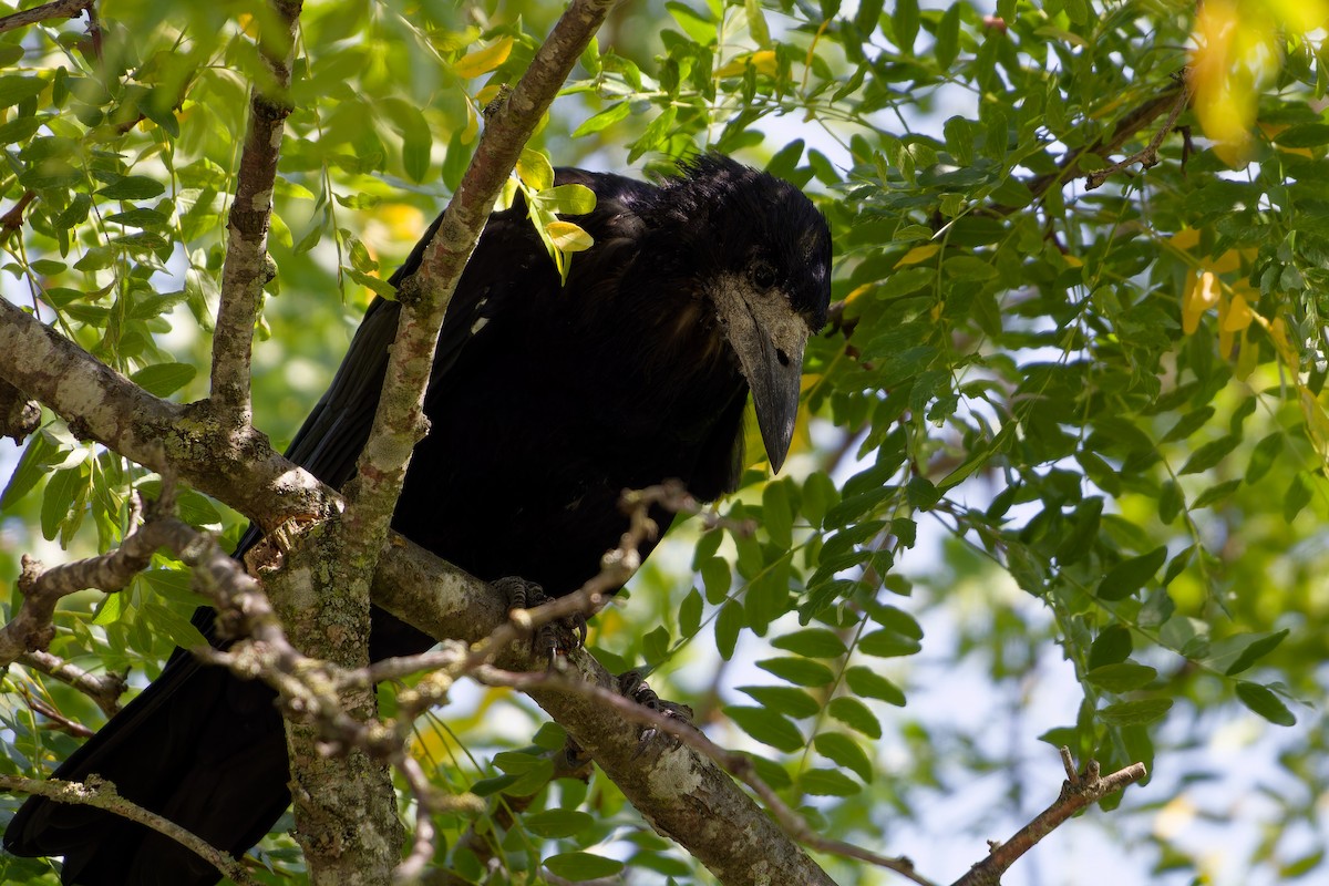 Ekin Kargası - ML647463193