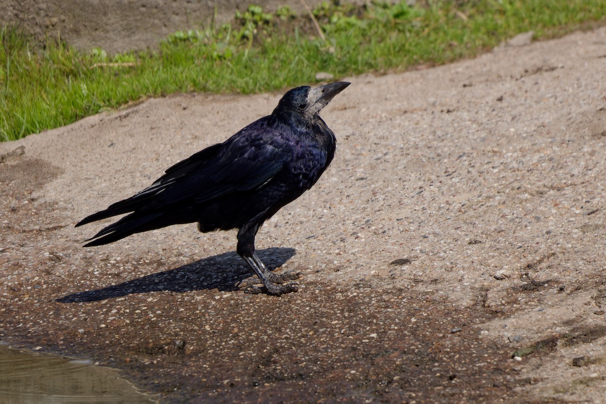 Ekin Kargası - ML647463200